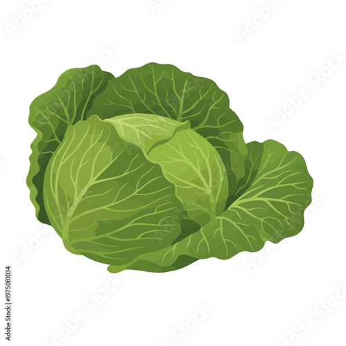 cabbage isolated on white background