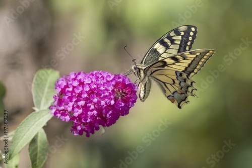 Swallowtail (Papilio machaon) to butterfly-bush (Buddleja davidii)Hesse, Germany