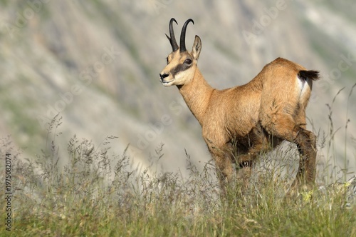 Chamois (Rupicapra rupicapra)