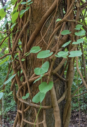 Liane on a tree, Botanical Garden, Dahlem, Berlin, Germany