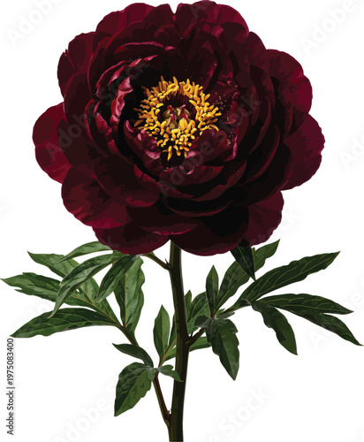 A close-up illustration of a deep maroon peony flower with green stem and leaves isolated on transparent background, Vector