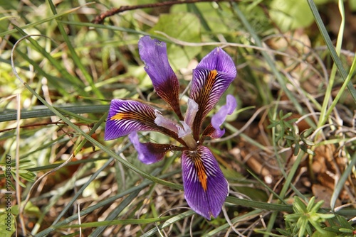 Cretan Iris (Iris cretensis) near Psychro, Lasithi Plateau, Crete, Greece, Europe