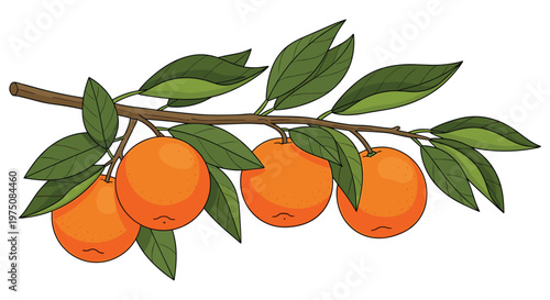 Four bright citrus oranges grow along a horizontal wooden branch featuring detailed green foliage and dark outlines against a pristine white backdrop.