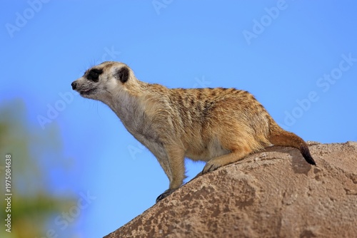 Meerkat (Suricata suricatta), adult on rock, alert, Little Karoo, Western Cape, South Africa