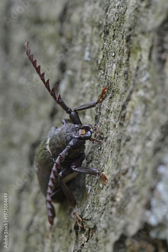 Black longicorn beetle (Spondylis buprestoides), Emsland, Lower Saxony, Germany