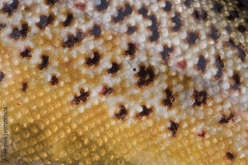 Yellowish scales, trout (Salmo trutta), Veiðivötn, Iceland