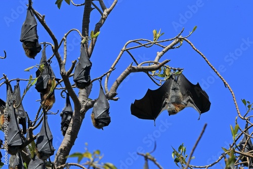 Grey-headed flying fox (Pteropus poliocephalus), adult, group, day, resting, sleeping, in sleeping tree, Adelaide, South Australia, Australia
