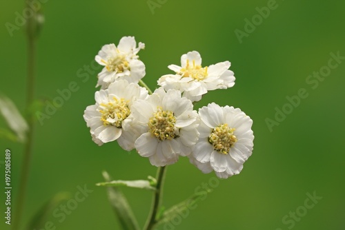 Fine leaved water dropwort (Oenanthe aquatica), flower, flowering, perennial, marsh plant, water plant, Ellerstadt, Germany