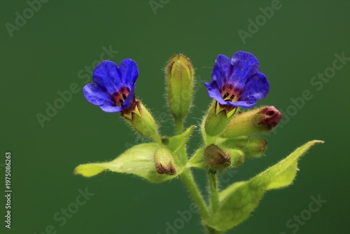 Common lungwort (Pulmonaria officinalis), flower, blooming, Ellerstadt, Germany