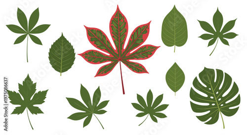 A collection of diverse green botanical leaves including a monstera and maple leaf surrounds a central specimen with vibrant red and green patterns against a white background.