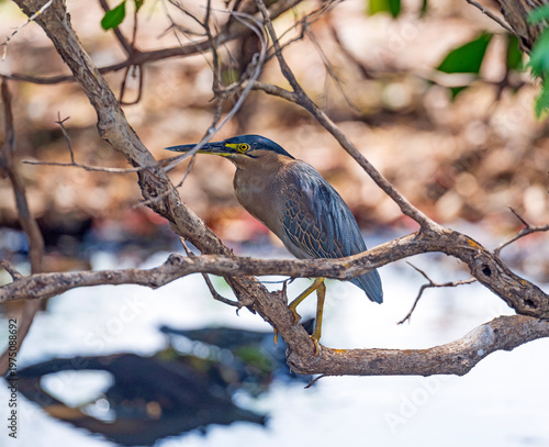 A Striated Heron in a Mangrove Tree