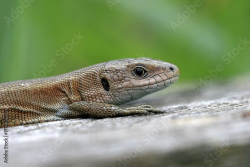 Portrait of a Viviparous lizard (Lacerta vivipara), Hessen, Germany