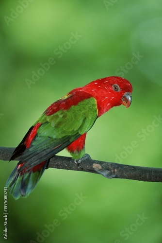 Chattering Lory / (Lorius garrulus)