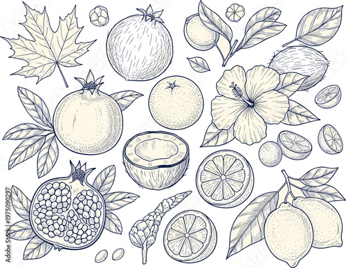 Line art fruits and botanicals like pomegranate orange lemon and hibiscus.