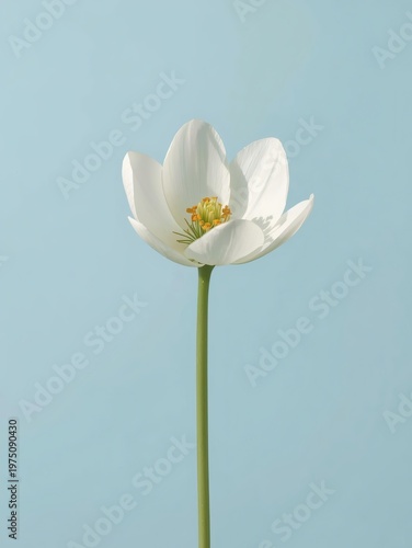 A bright white daisy blossom with yellow petals blooms in a macro close-up against a clear blue summer sky, showcasing the natural beauty of this spring flora in a garden field