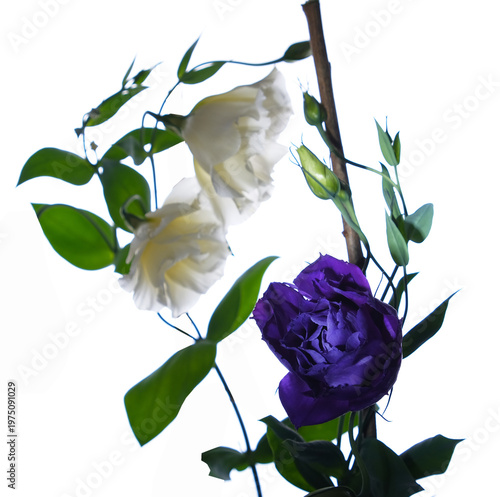 bouquet of white roses isolated on white
