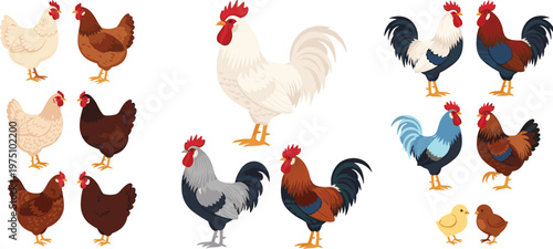 Chicken and Rooster Set with Various Breeds and Colors for Farm, Livestock, and Animal-Themed Projects