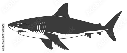 Great white shark swimming, side view, monochrome vector illustration for ocean predator mascot or marine life design
