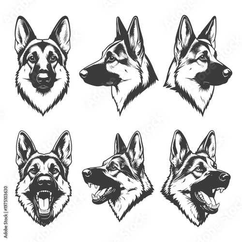 German shepherd dog head, monochrome. Side, front and half turn view, calm and angry