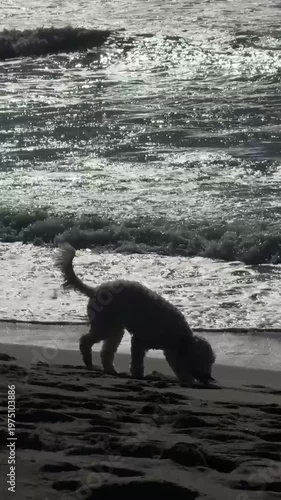 Energetic dog joyfully runs along a sandy beach as waves crash in the background. The scene captures a perfect blend of freedom and nature, showcasing the excitement of coastal exploration.