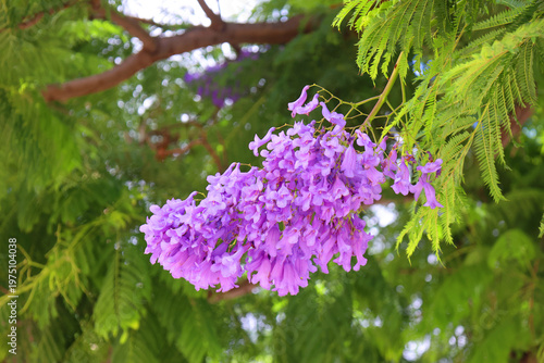 Fotografie Jacaranda mimosifolia is a sub-tropical tree native to south-central South Ameri