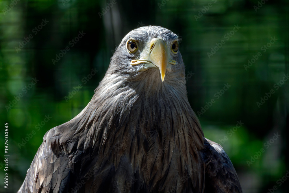 Fototapeta premium Eagle stands in close-up view with green background during daylight hours in a natural setting