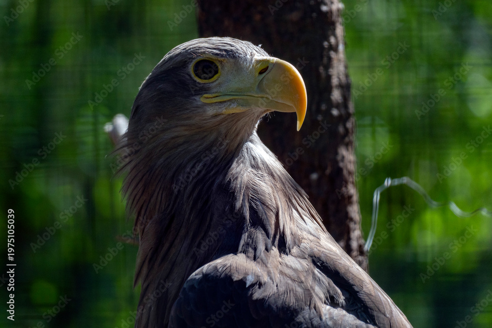 Fototapeta premium Eagle stands tall near a tree with green background on a sunny day in a wildlife park