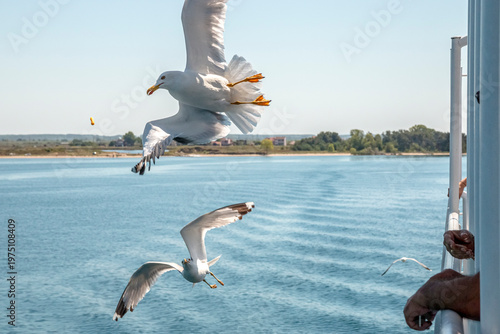 Seagull in flight over the sea in Greece.