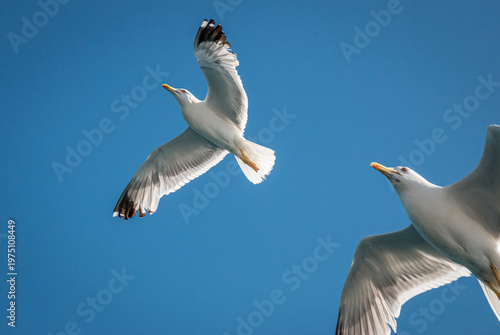 Seagull in flight over the sea in Greece.