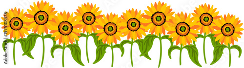 hand drawn sunflower border with yellow petals and green leaves on white background floral horizontal frame for harvest summer design