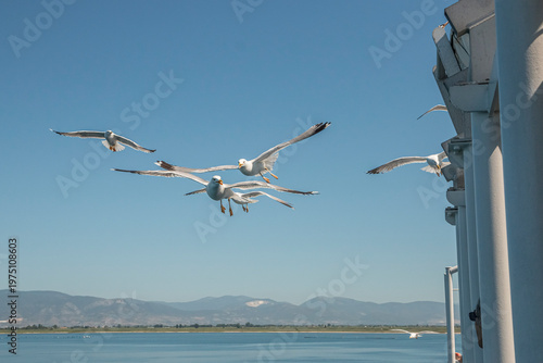 Seagull in flight over the sea in Greece.