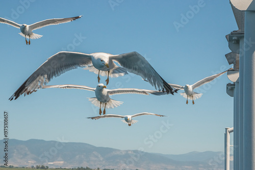 Seagull in flight over the sea in Greece.