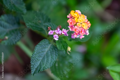 Obraz na plátně Colorful lantana camara flowers with raindrops on vibrant clusters with green blurred background and soft natural light in a tropical setting