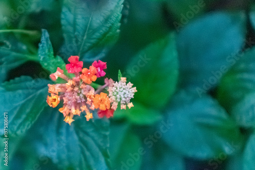 Tableau sur toile Colorful lantana camara flowers with raindrops on vibrant clusters with green blurred background and soft natural light in a tropical setting
