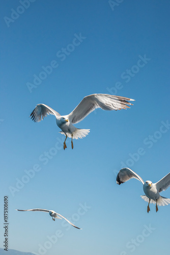 Seagull in flight over the sea in Greece.