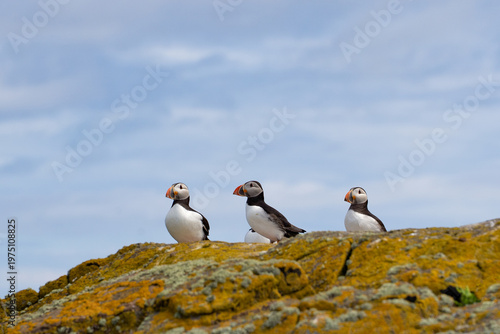Atlantic puffins on the isle of May in Scotland. The puffins breed on the isle of May, a small island in the Firth of Forth.
