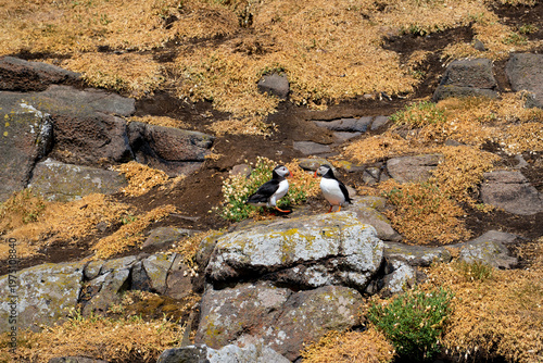 Atlantic puffins on the isle of May in Scotland. The puffins breed on the isle of May, a small island in the Firth of Forth.