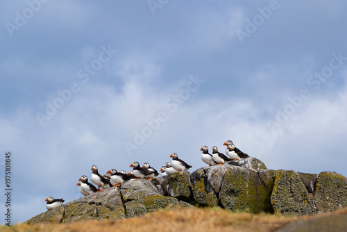 Atlantic puffins on the isle of May in Scotland. The puffins breed on the isle of May, a small island in the Firth of Forth.