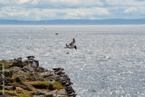 Razorbill flying near the isle of May in Scotland. Alca torda birds on May island. The razorbills breed on the isle of May, a small island in the Firth of Forth. 