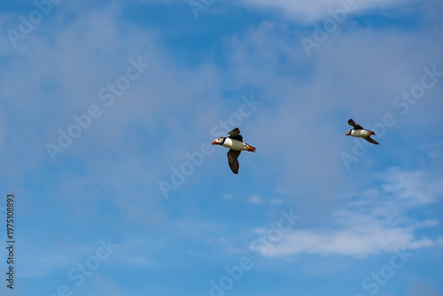Atlantic puffin flying near the isle of May in Scotland. The puffins breed on the isle of May, a small island in the Firth of Forth.