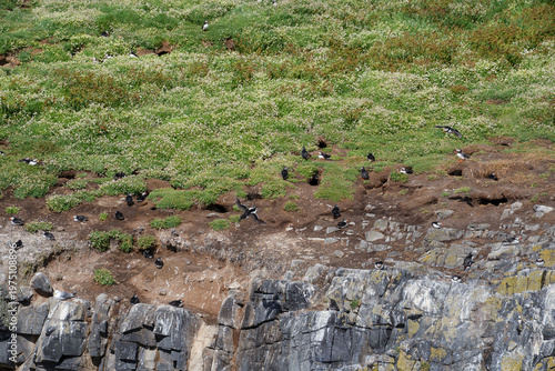 Atlantic puffins on the isle of May in Scotland. The puffins breed on the isle of May, a small island in the Firth of Forth.
