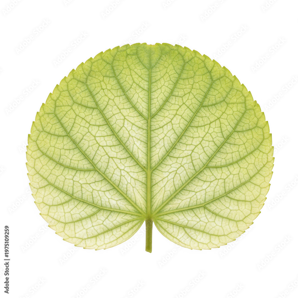 Obraz premium Round green leaf with visible vein structure isolated on a transparent background