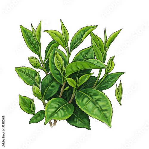 Green tea leaves illustrated with vibrant green colors  