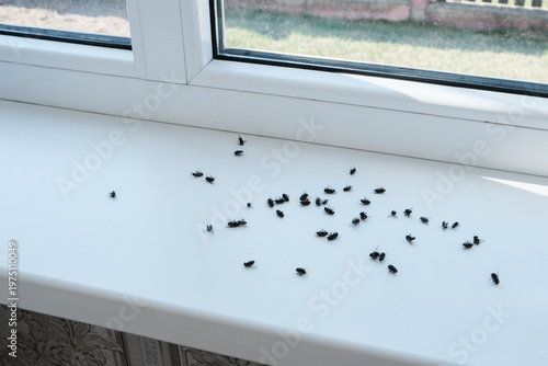 Cluster flies (Musca domestica): grass flies or attic flies on a windowsill, highlighting pest infestation. Insecticide treatment and ultrasonic traps for effective pest control in residential spaces.