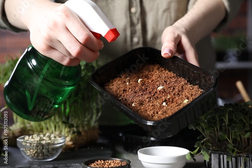 Woman spraying container with soil and microgreens seeds at table indoors, closeup
