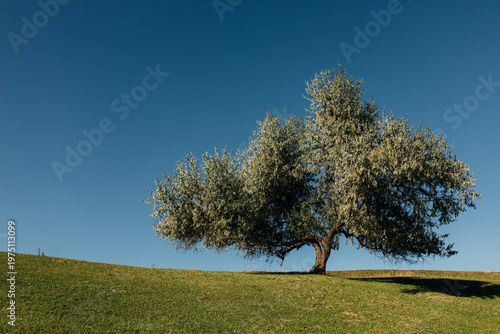 Wide landscape with tree and clear sky minimal composition
