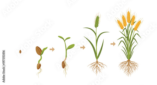 Botanical growth sequence illustrating the developmental stages of wheat from a single seed to a fully matured grain stalk with roots in a flat style.