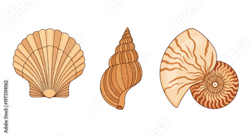 Three distinct types of seashells including a scallop and a spiral shell rendered in warm brown and tan tones on a clean white background surface area.
