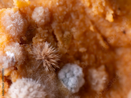 Old food covered in mold.