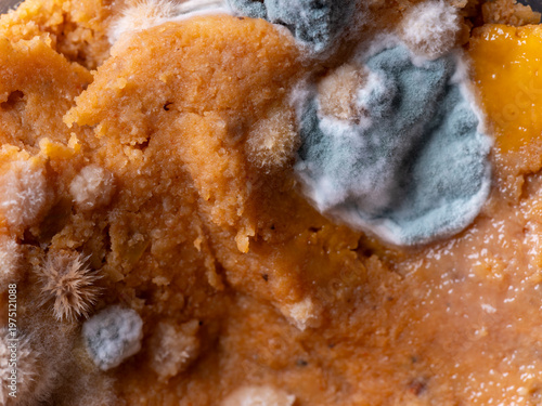 Old food covered in mold.